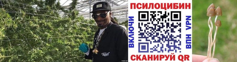 Псилоцибиновые грибы Psilocybine cubensis  Улан-Удэ 